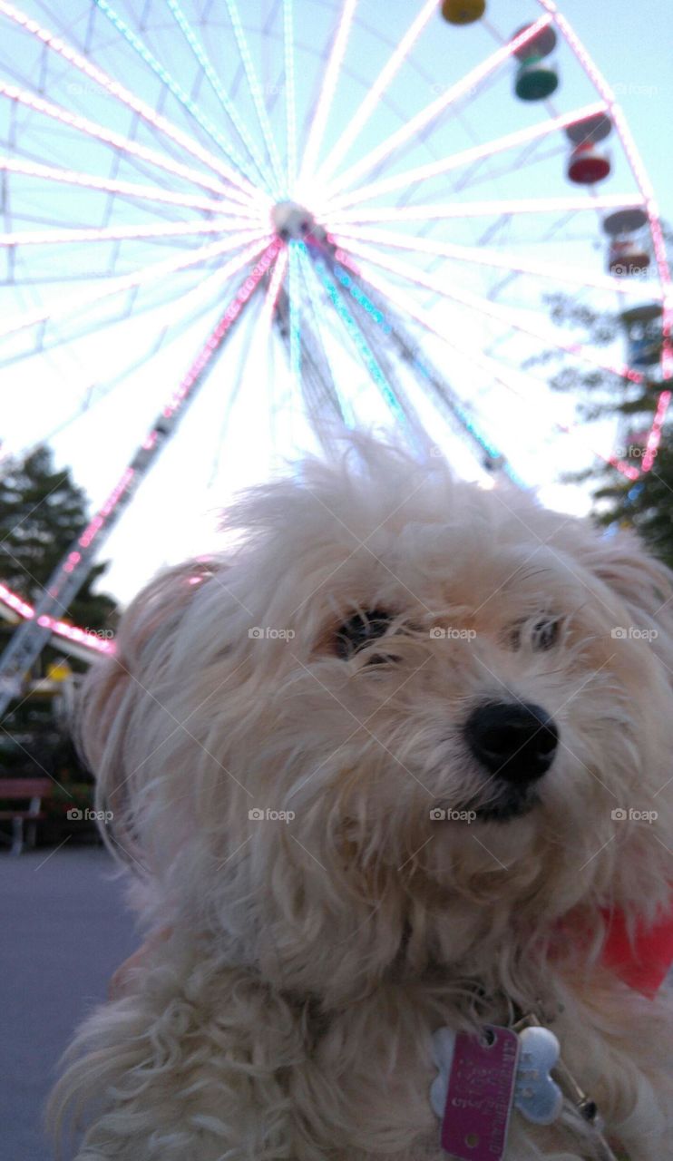 carnival dog. My dog Woodstock taking a selfie at the Ferris Wheel