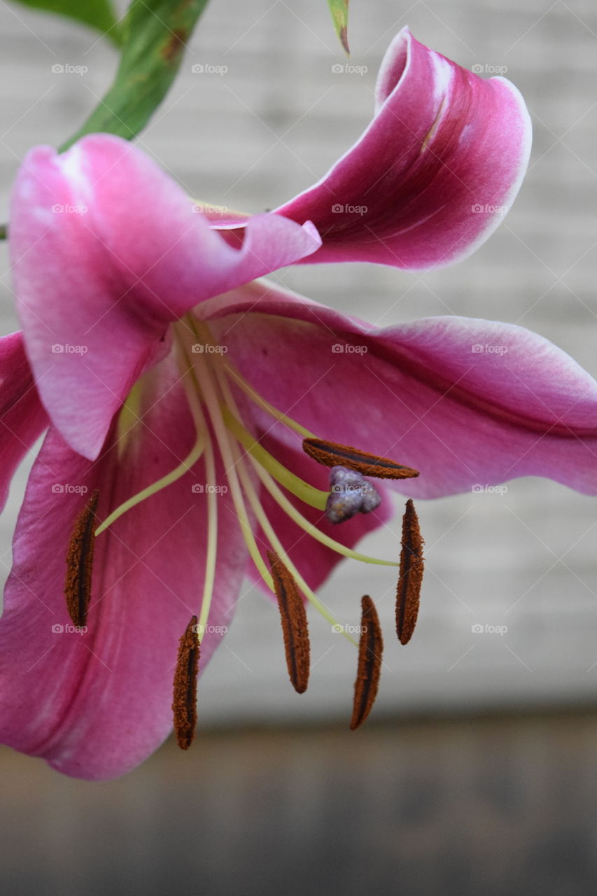 Pink lily 