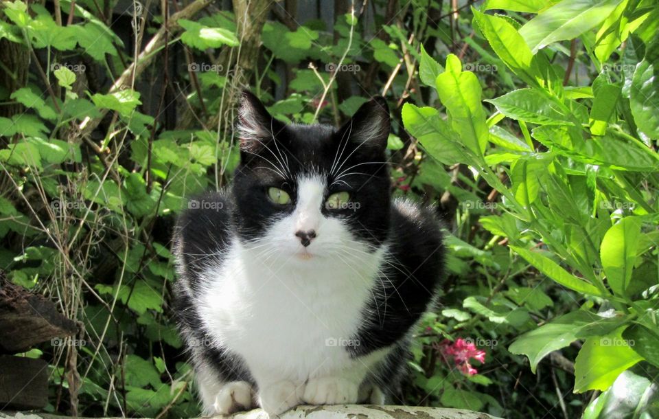 Cat portrait with a pretty heart marking on her nose 🖤