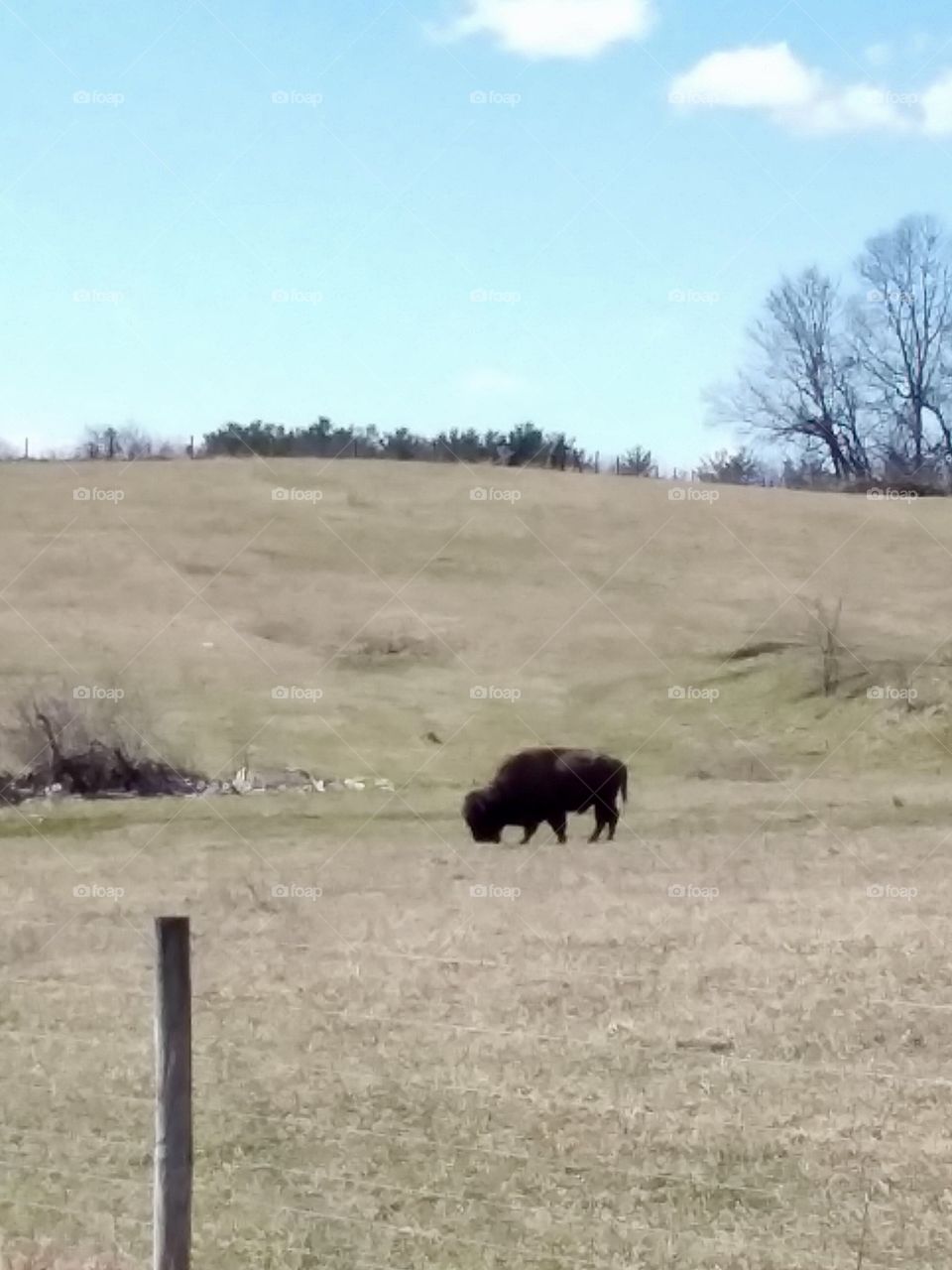 Giant Buffalo grazing in a field in Ohio 