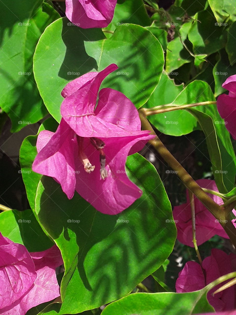 bougainvillea, as always, attracts with its beauty of bright colors and grace of form