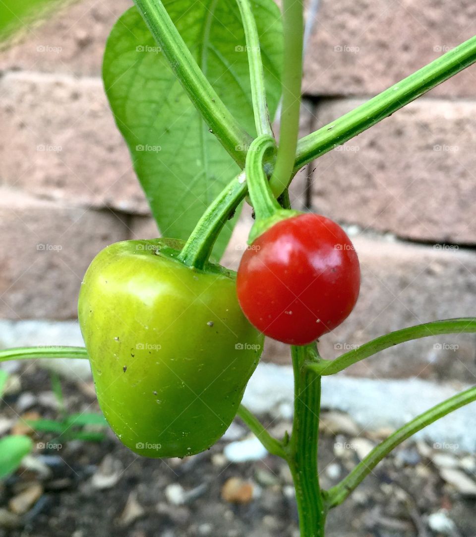 Peppers