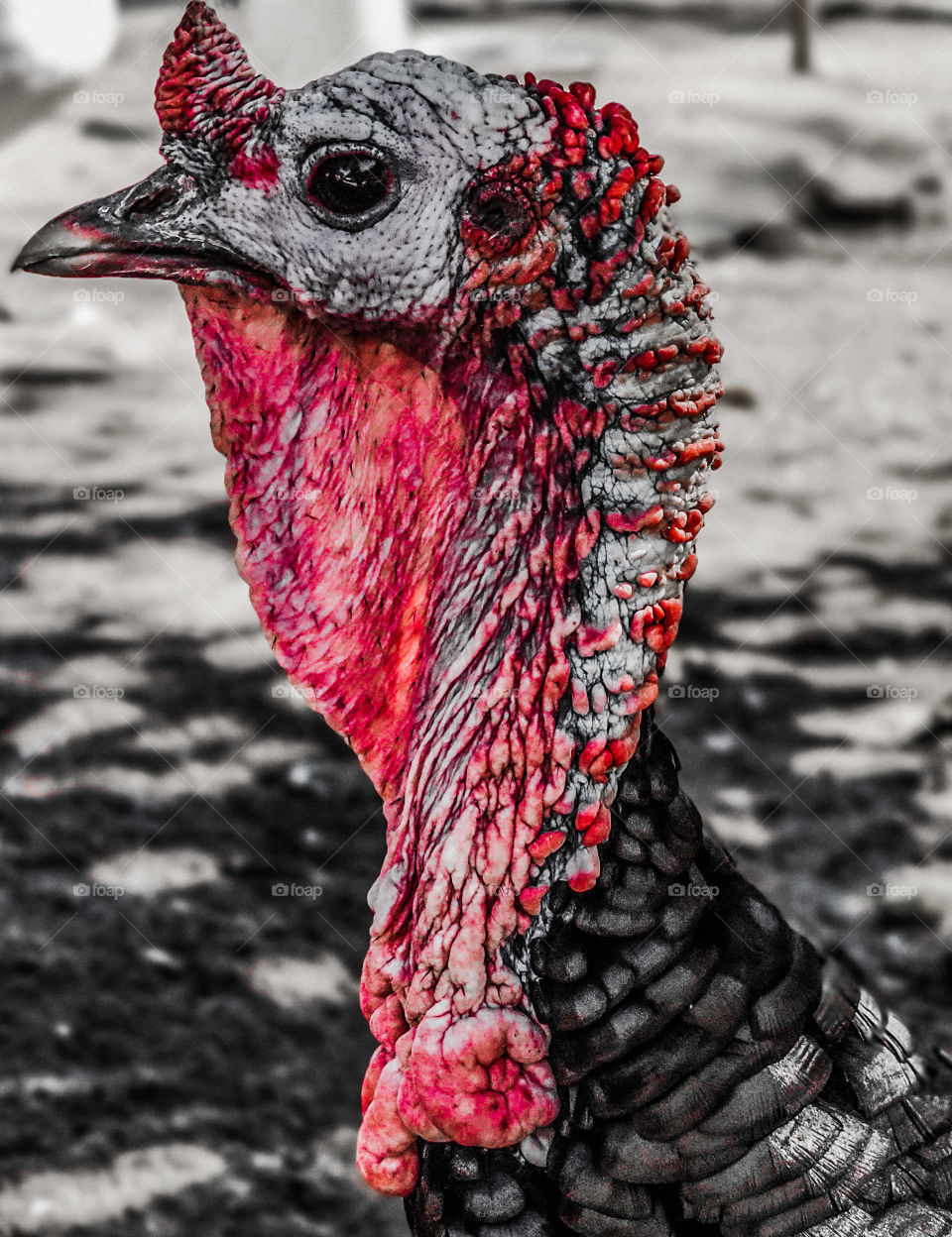 Portrait of a wild turkey