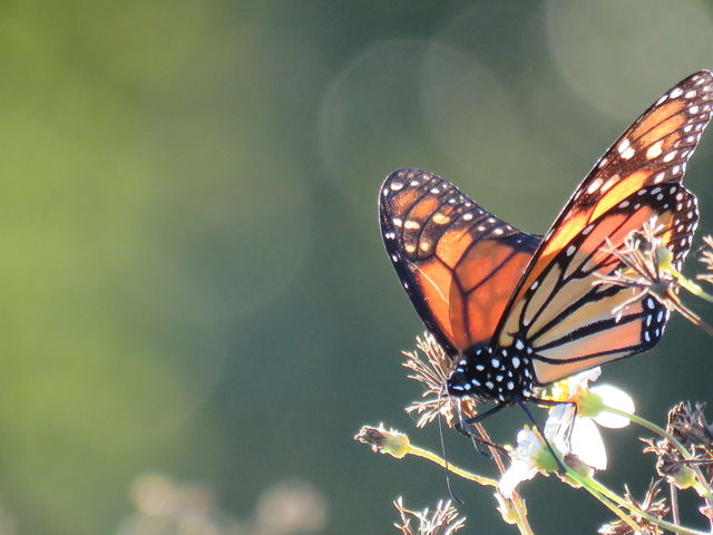 Monarch