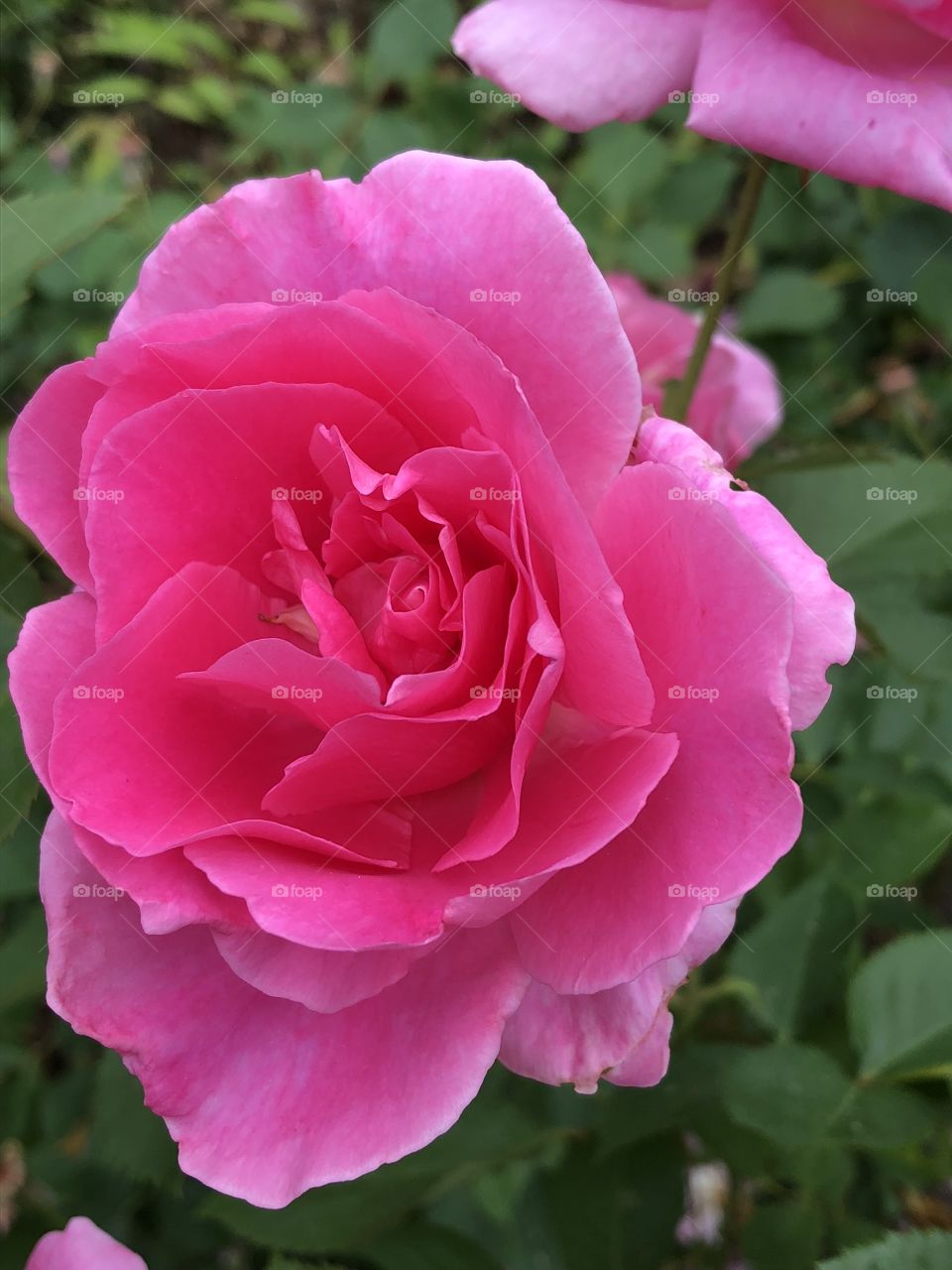 A beautiful and stunning picture of a pink rose blossom! Picture taken in Colonial Park in Somerset, NJ. 