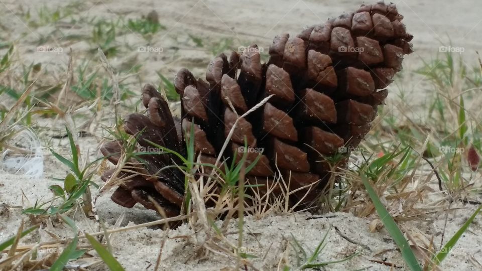 Pine on Beach