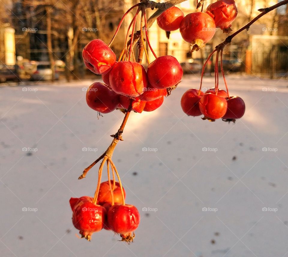 Those crab-apples gow diwn by my office. They were bitten by frost.