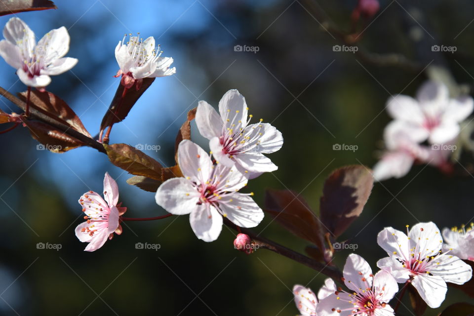 Spring time and flowering branch