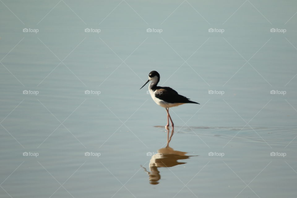 Black necked stilt 