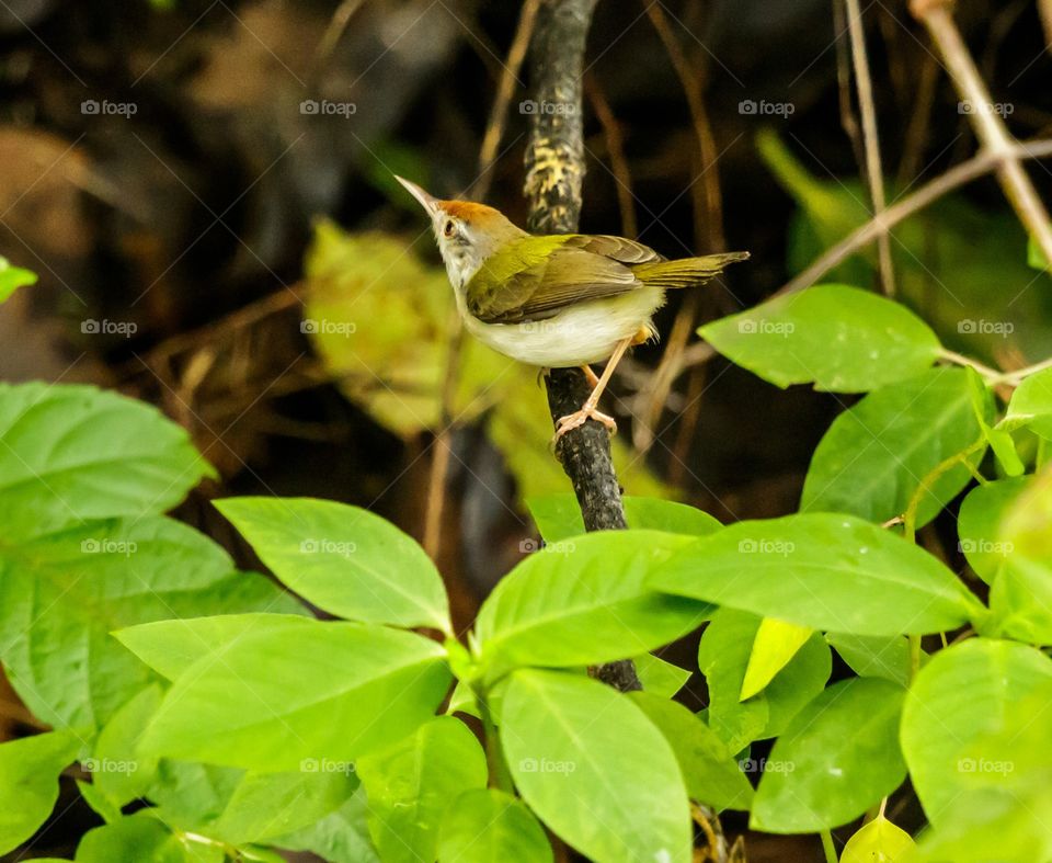 what are you looking for little 🐦 bird....