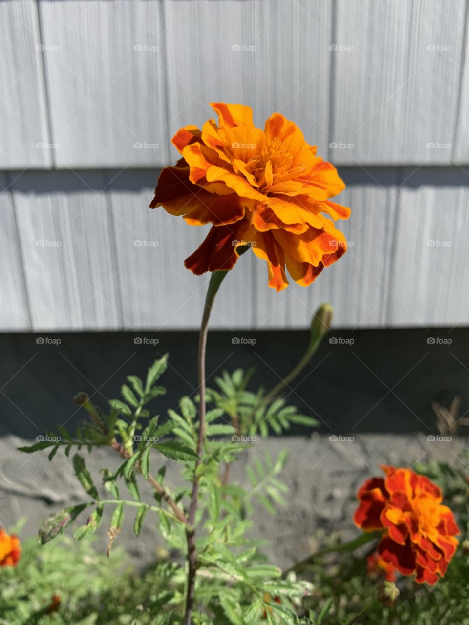 Blooming Marigold