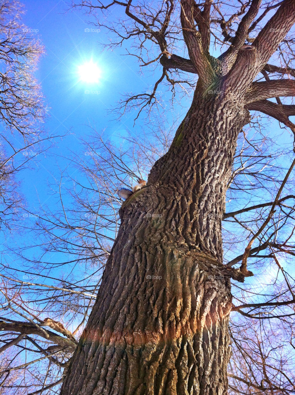 Squirrel on the tree