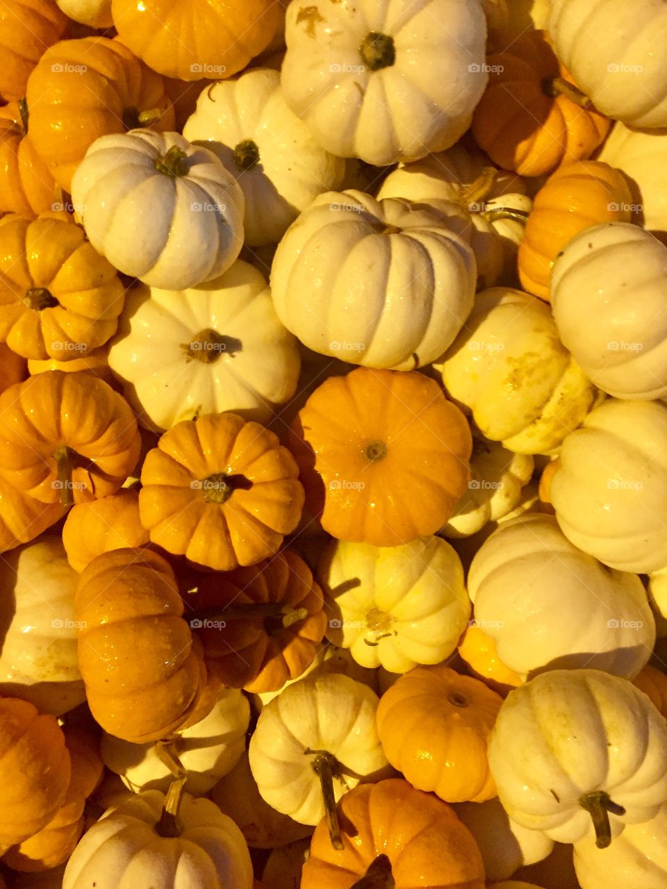 Close-up of white mini pumpkins