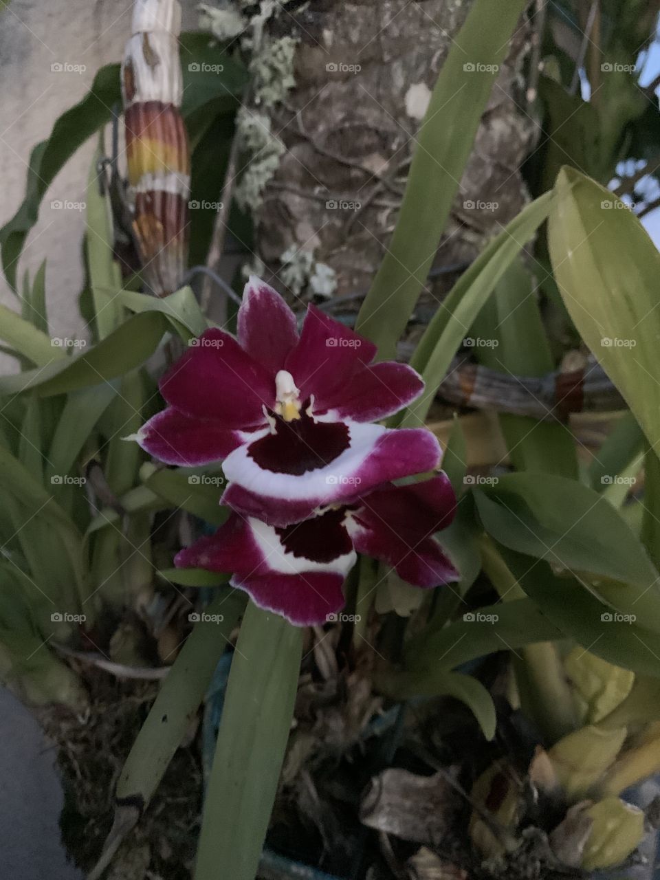 Orquídeas 