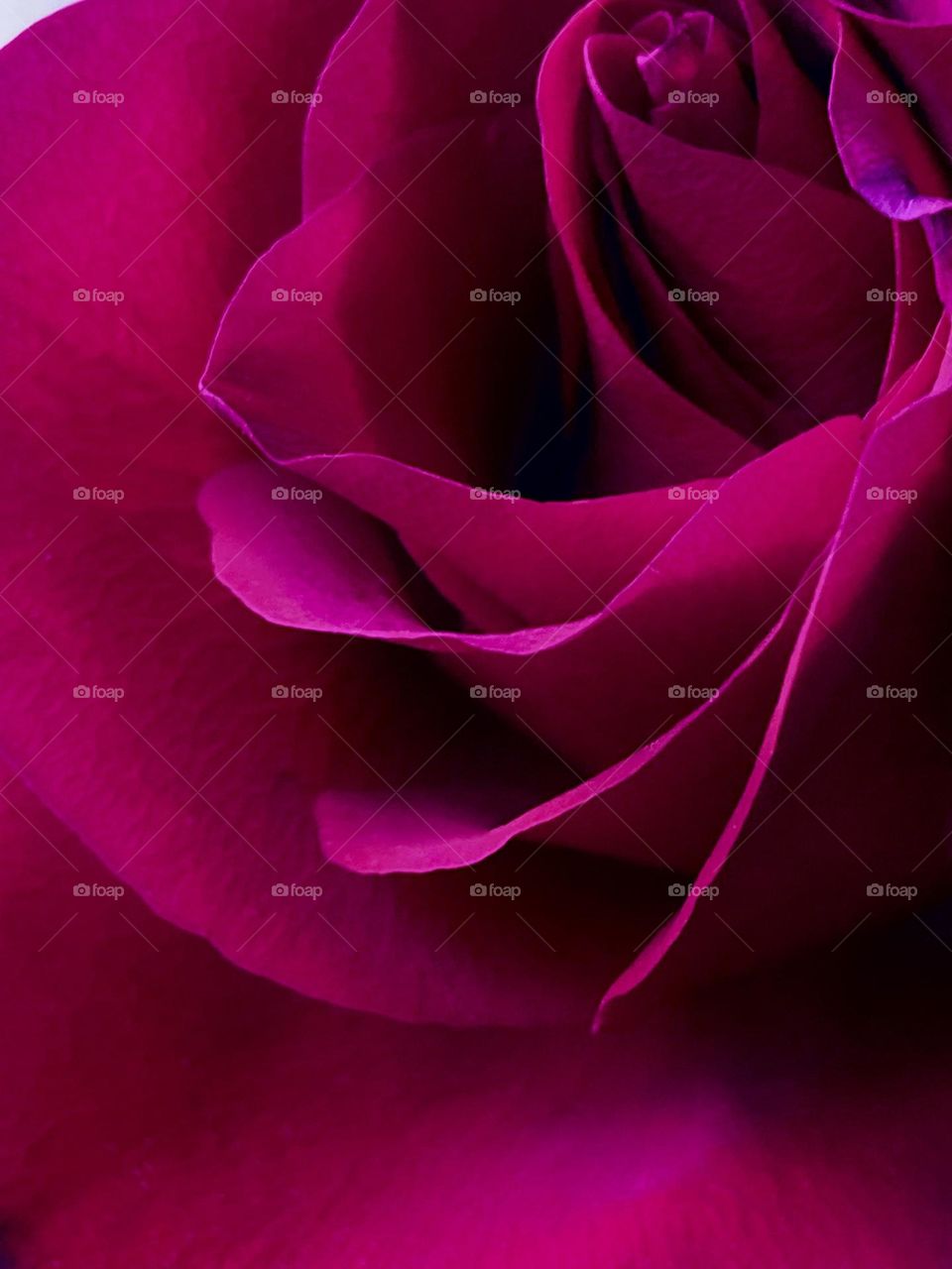 Fragile magenta petals