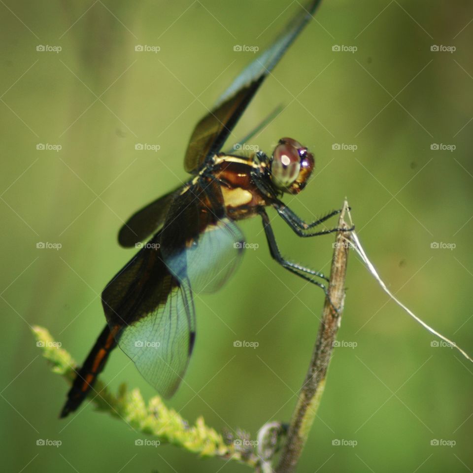 dragonfly. I took this photo at sutton wilderness.