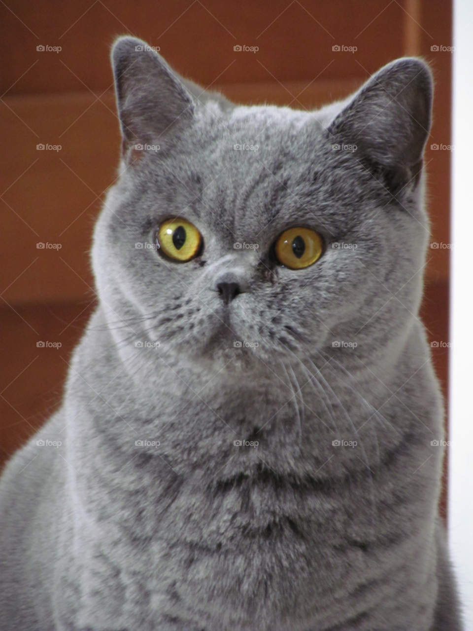 blue grey cat misty by luke.twomey85