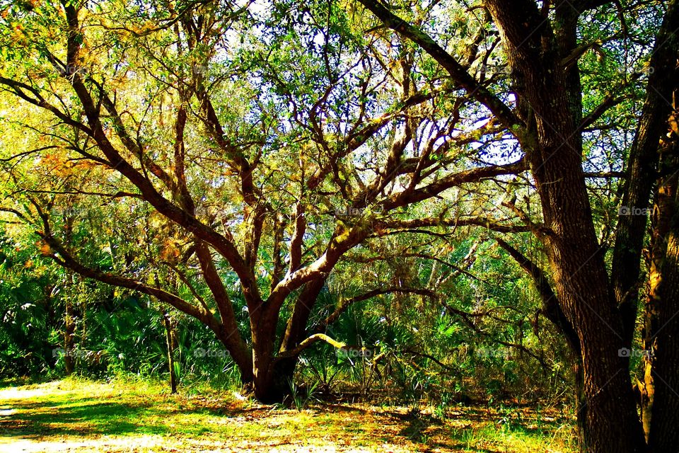 Oak tree
