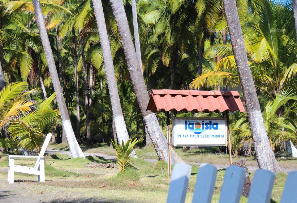 View of palm trees next to Palosecobeach on the Pacific ocean.  Costa Rica