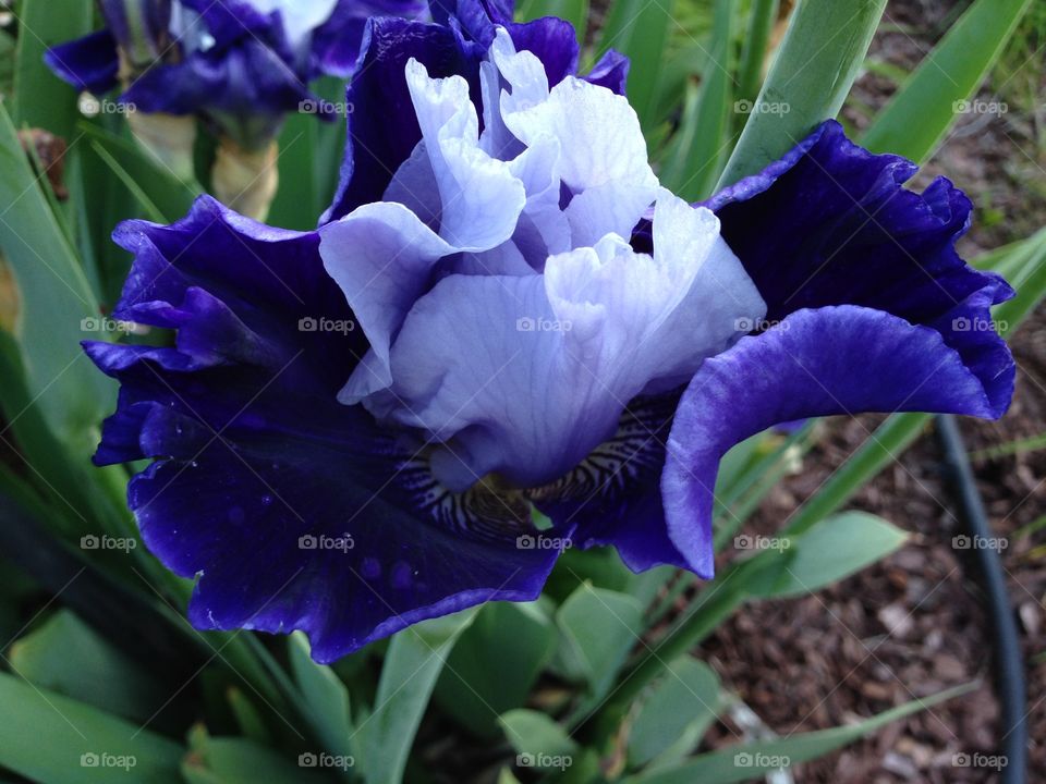 Iris. Blue Iris