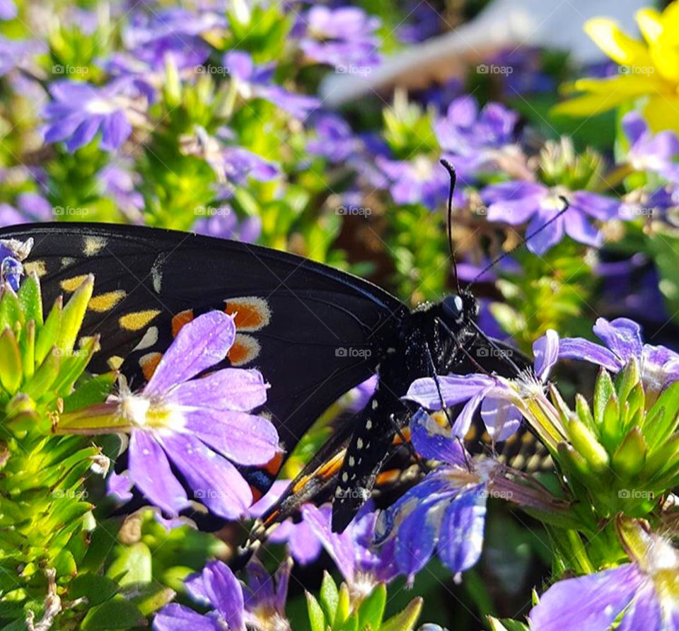 A black butterfly surrounded by purple flowers. 