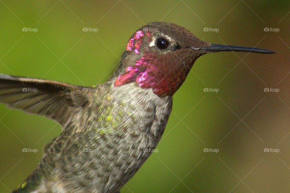 Close-up of hummingbird in flight