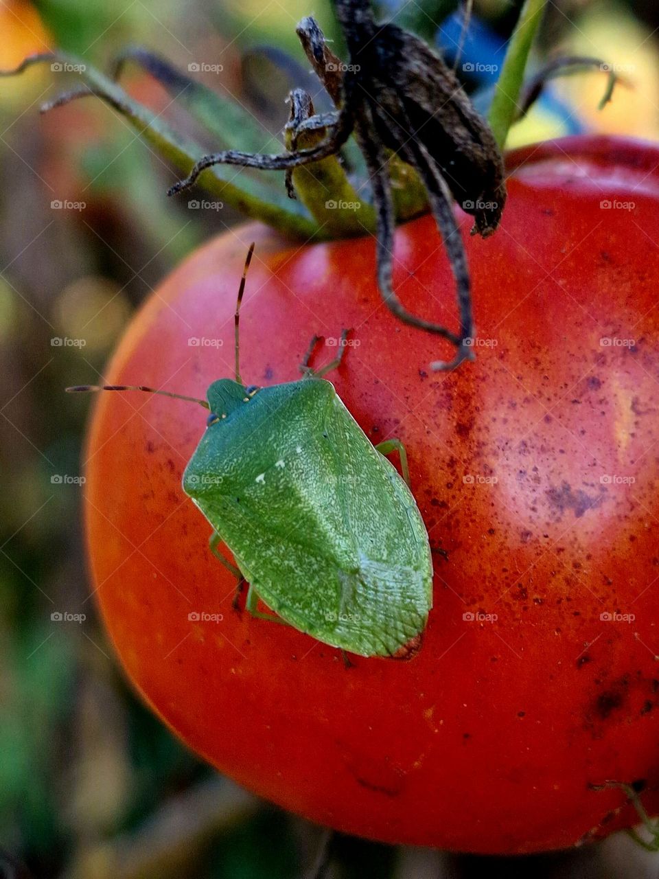 the insect on the tomato