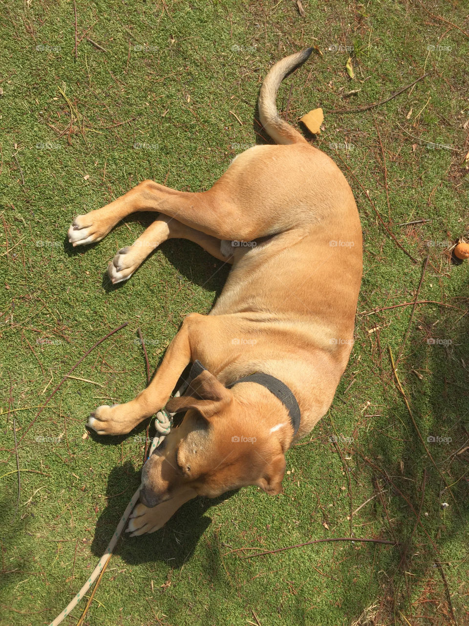 Mammal, One, Dog, Outdoors, Adult