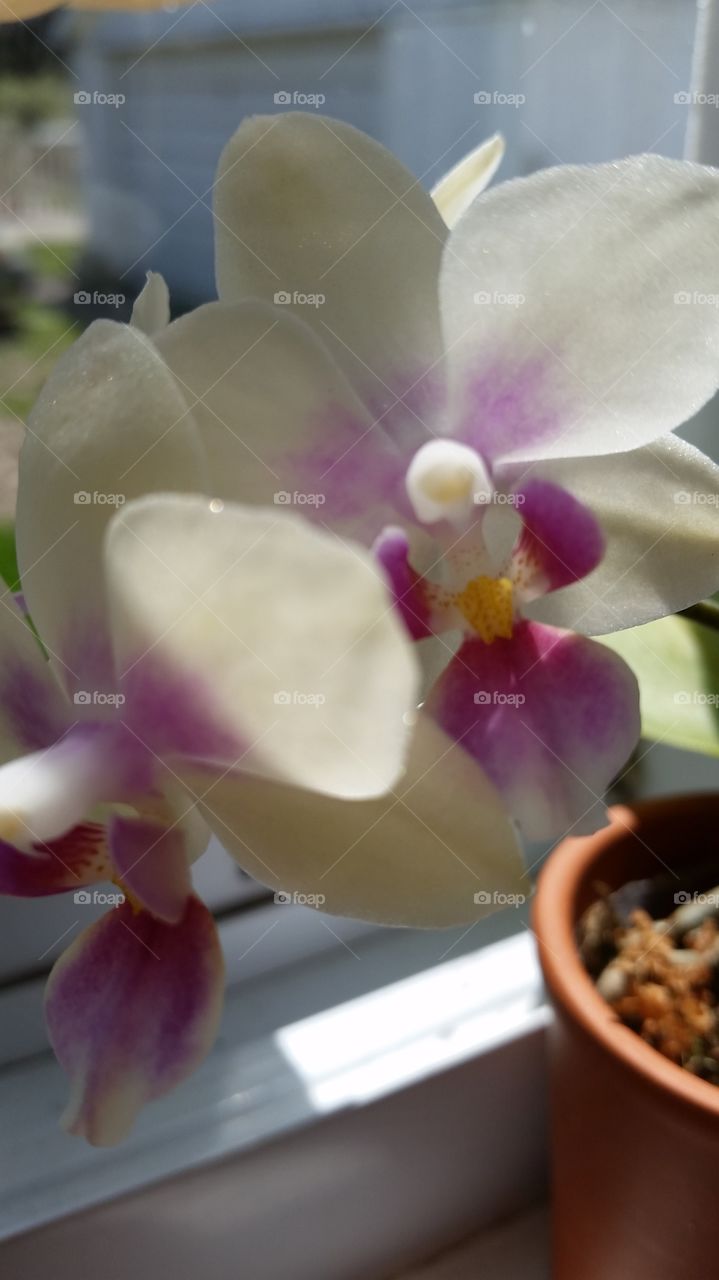 Window Orchid2. One of the mini Orchids in my kitchen window. 