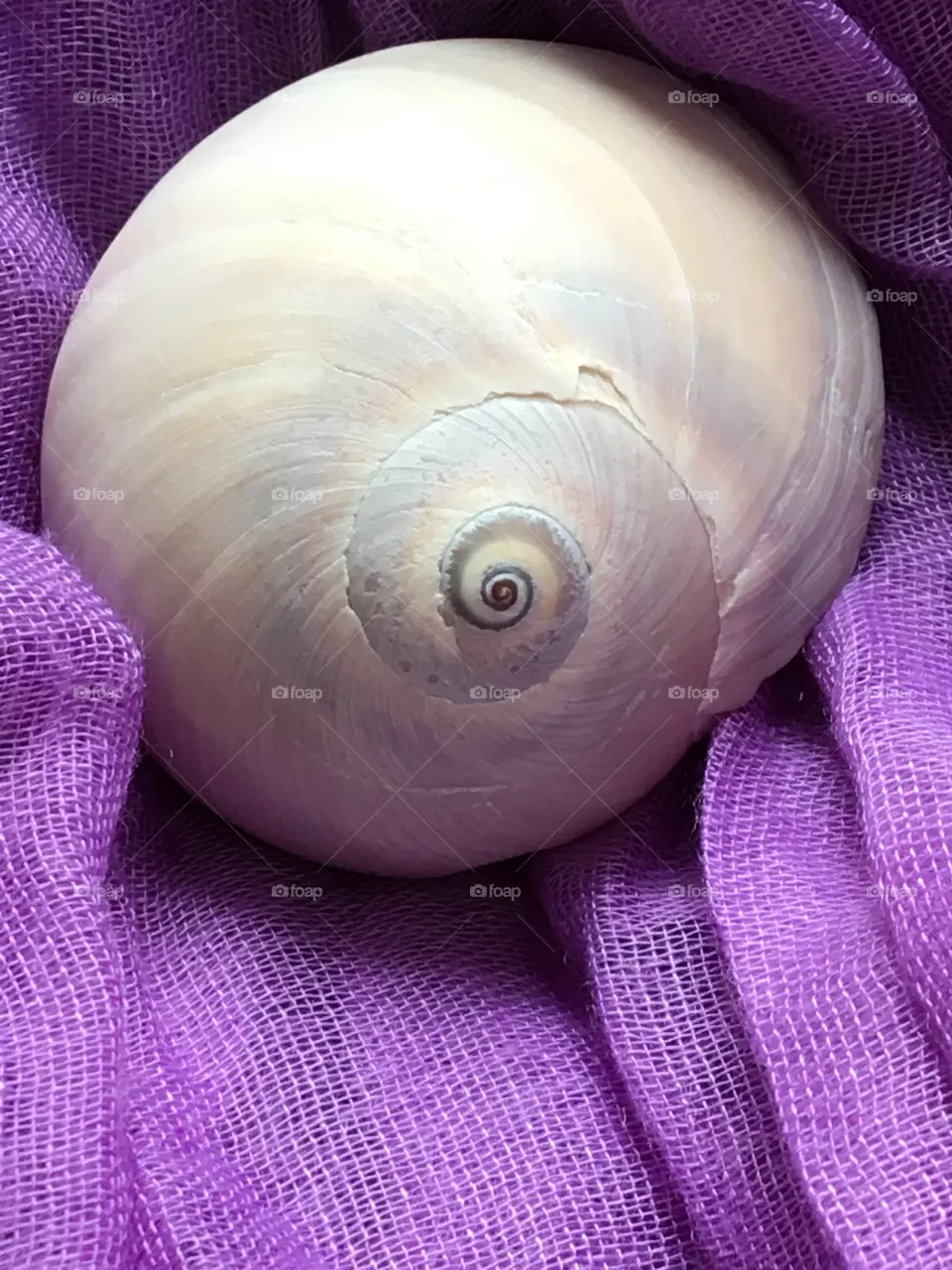 Shell