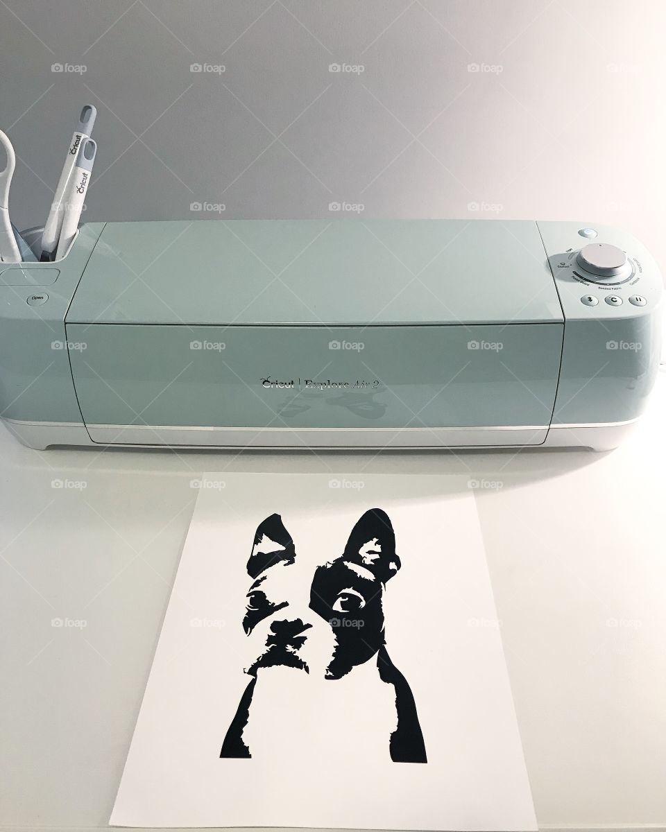 Cute Boston Terrier!