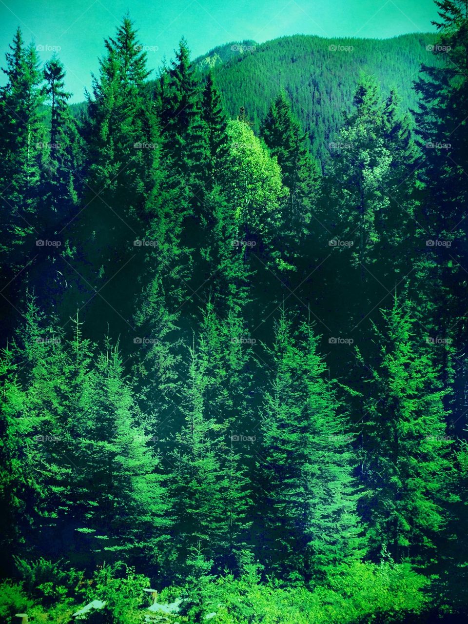 Deep Forest Green 