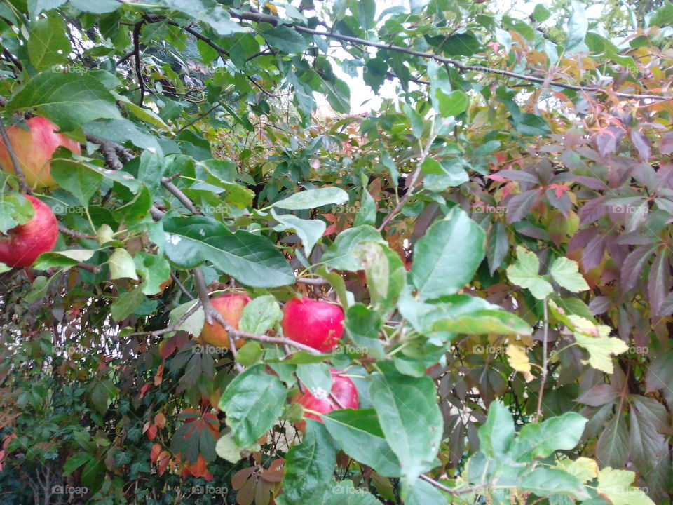 Tree, Fruit, Nature, Leaf, Branch