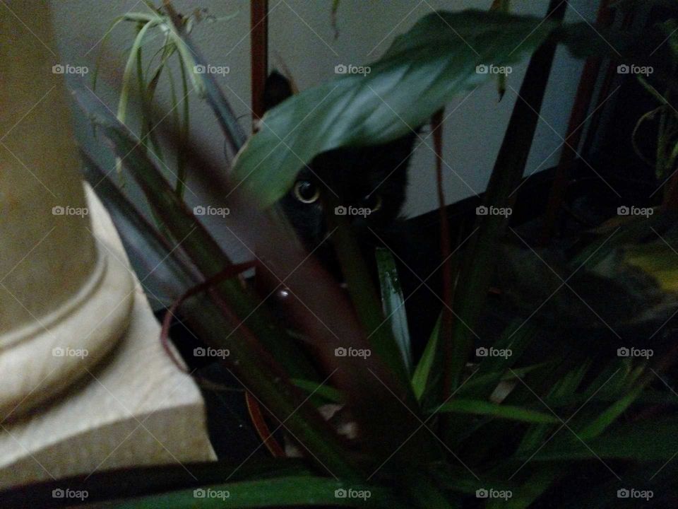 it's a jungle in here