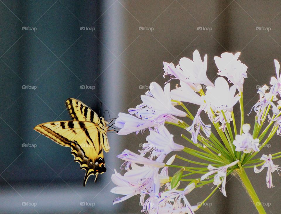black and yellow butterfly resting on a purple flower.
