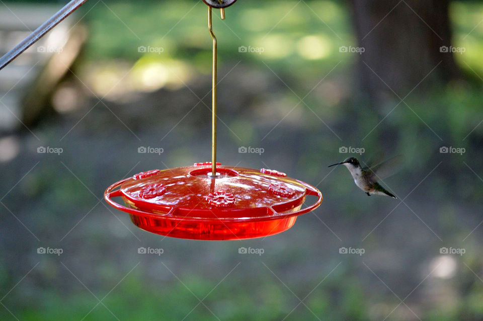 Hummingbird in flight