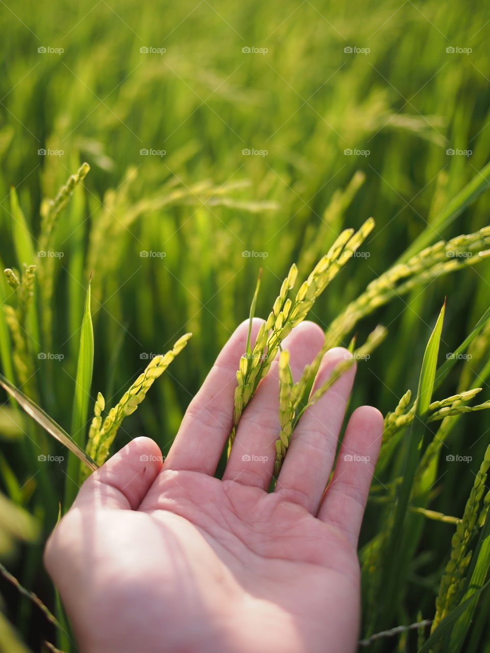 Rice field on my hand