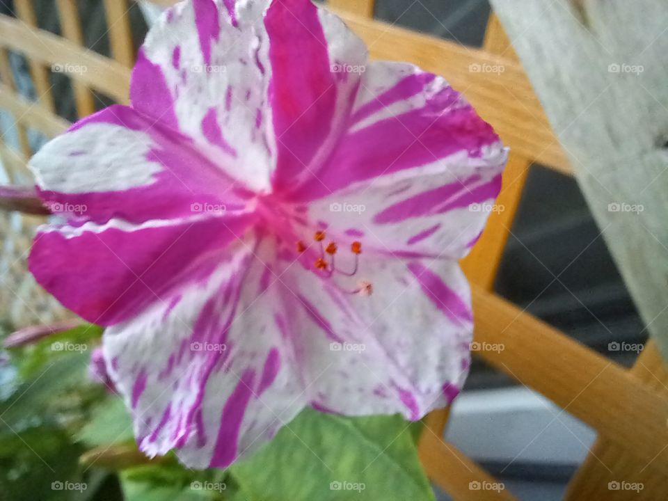 purple and white mash-up, hybrid 4 o'clock