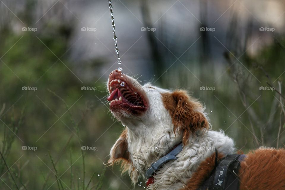 drinking dog