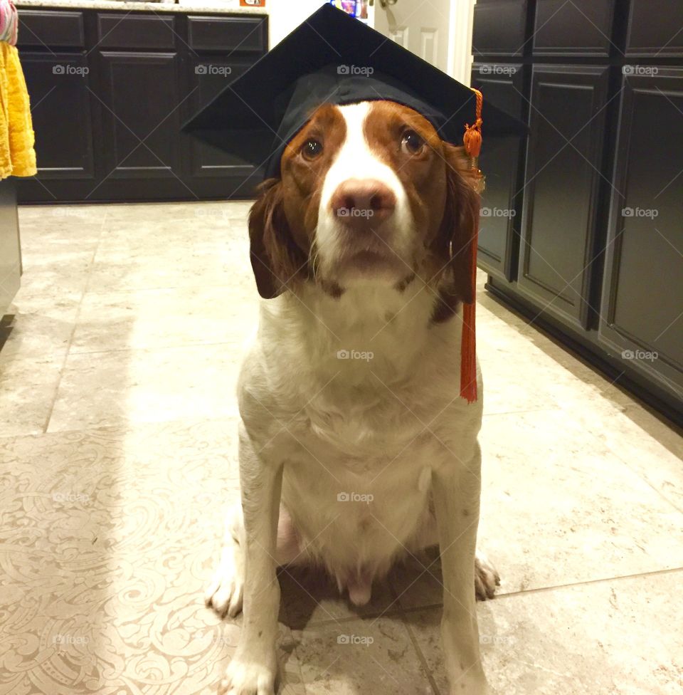 Pup and circumstance
