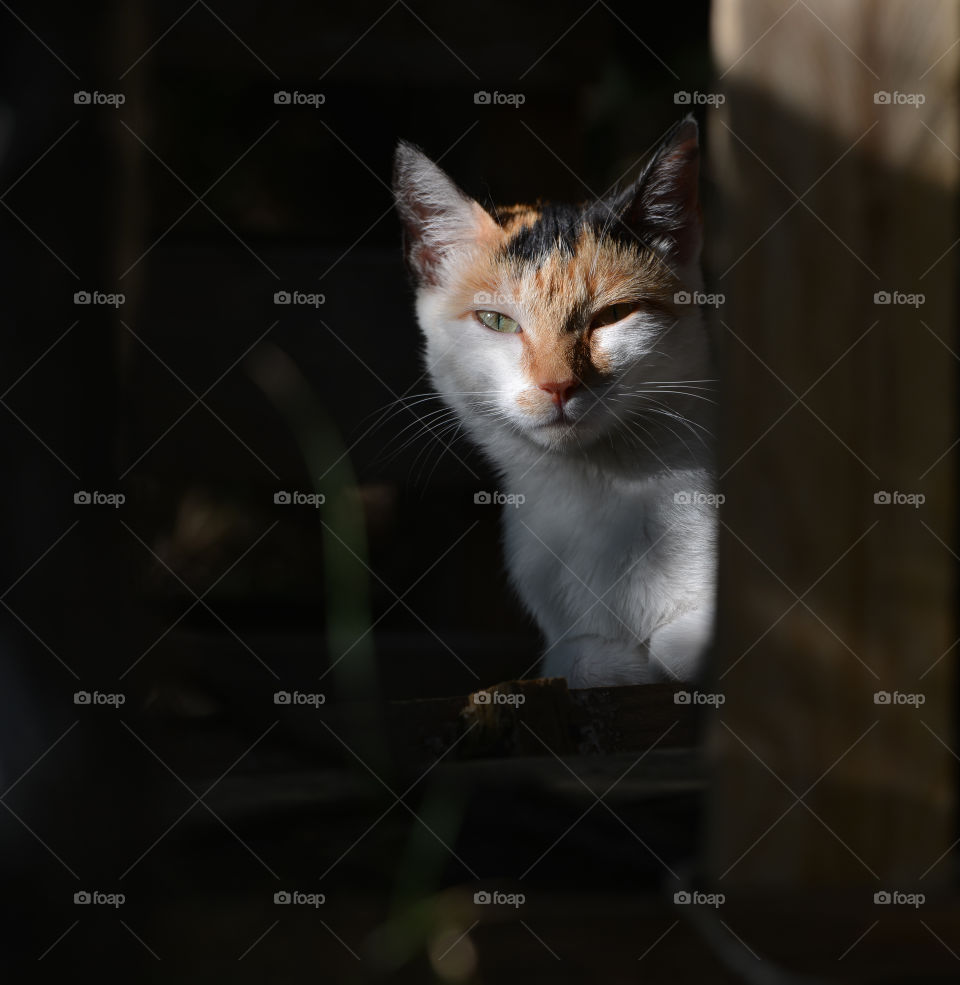 Cat. Wild cat ..curious.