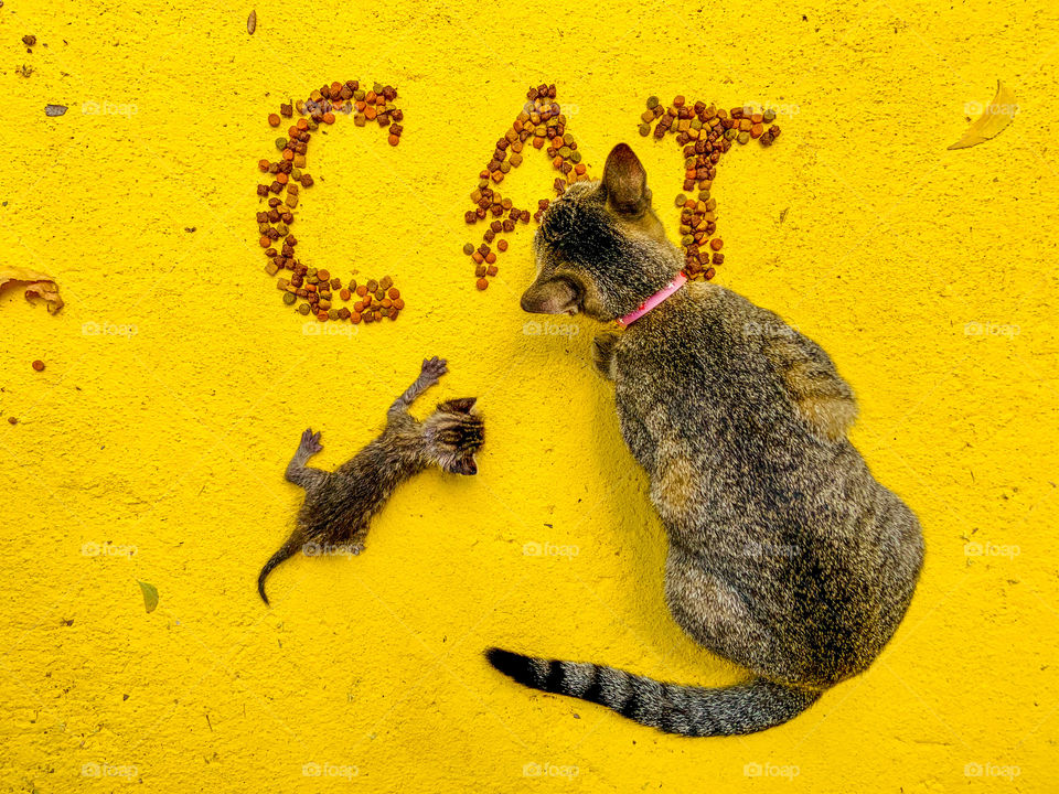 Cats in yellow floor with eating dry food cat 