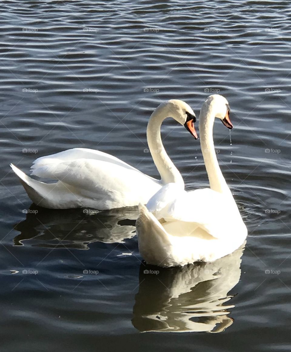 Two swans