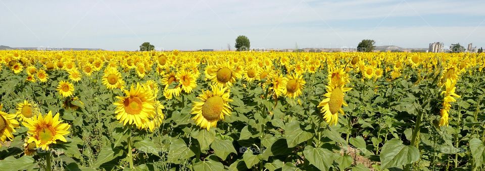 a field full of sunflowers