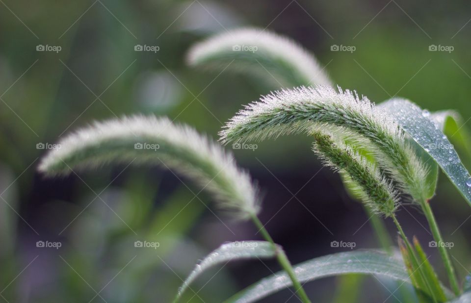 Dewy Blue Grama grass in a meadow