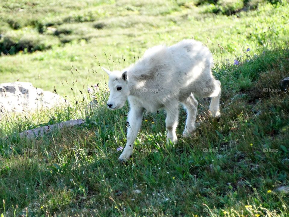 Baby mountain goat at Logan's Pass in Glacier National Park