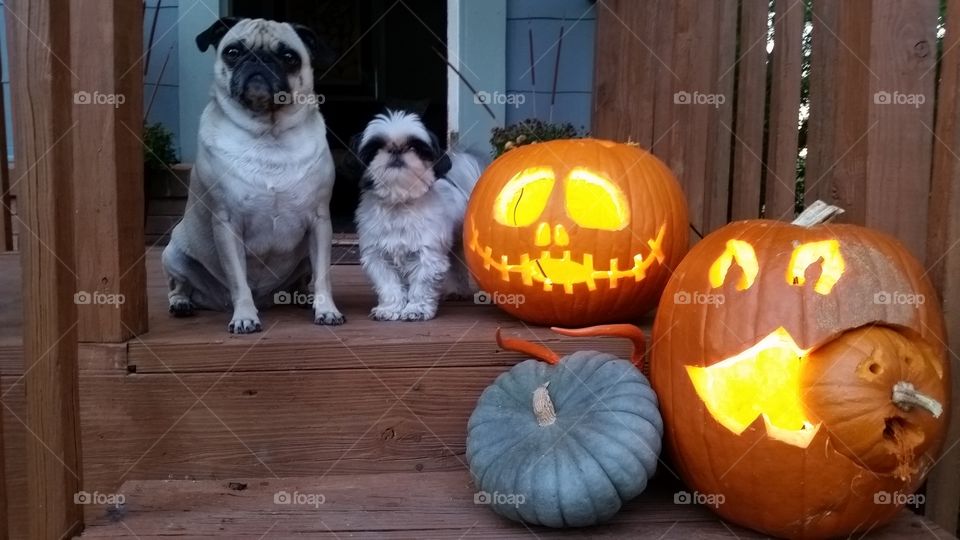 Puppy Halloween . my two pups, posing with our pumpkins