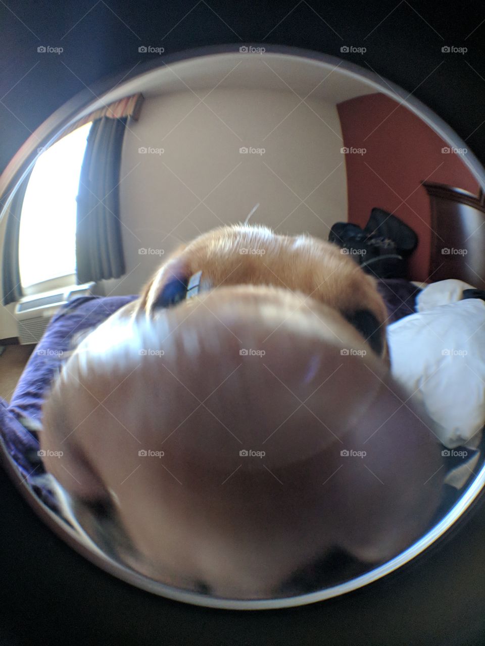 Dog Sniff In Fishbowl Lense