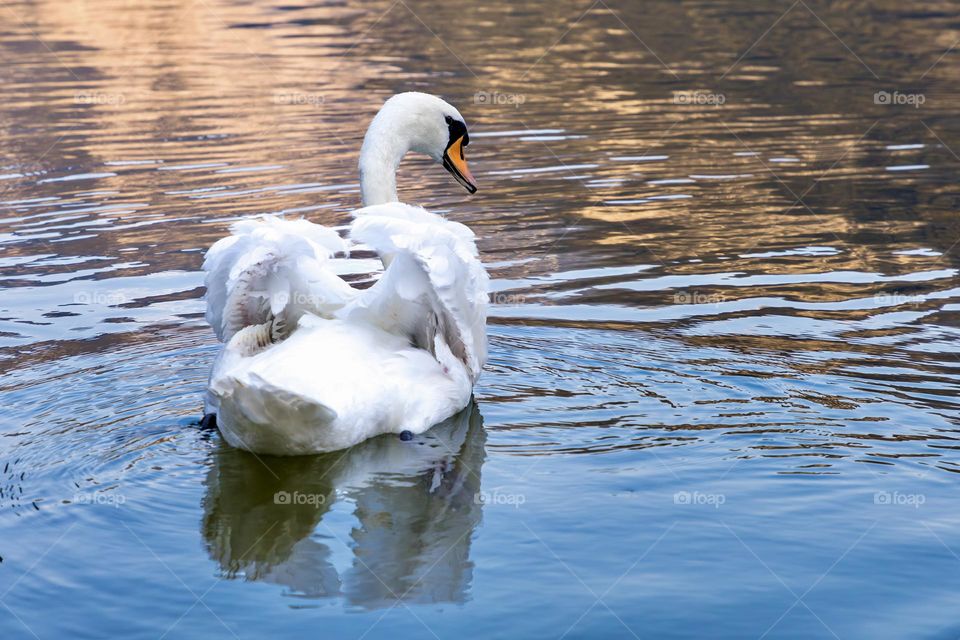 Beautiful white swan swimming in the lake 