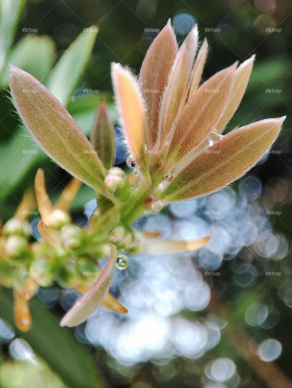 Bottle brush leaves
